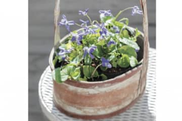 【ガーデニング】花の香りに癒やされる多年草ハーブ【スイートバイオレット】の栽培方法と活用アイデア2選