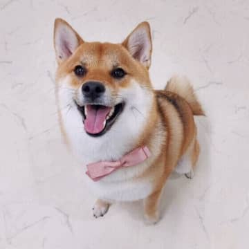 犬に嫌われないための接し方　犬に好かれるコツってあるの？
