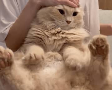 「やめてください」耳掃除される猫ちゃんのお手々と表情が話題に⇒「えらいねえ」「観念するの早かった」