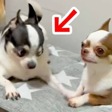 『一緒に遊びたい』とアピールする犬→普通に誘うかと思ったら…想像を超える『ヤンキーのような行動』が108万再生「目ｗ」「誘っておいてｗ」