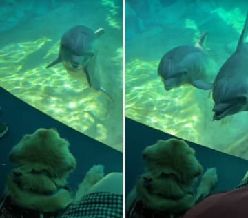 飼い主と水族館にきた介助犬。すると近づいてきたのは……→「海のゴールデンレトリバー」との交流にほっこり