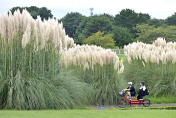 揺れるパンパスグラス　ひたち海浜公園　茨城・ひたちなか