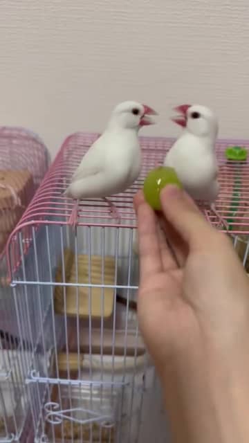 「あの！！！シャインマスカット！！！！食べないんですか！！！！！」　情報過多な文鳥たちのケンカに「笑顔になった」「忙しいwww」