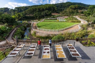 茶・コーヒー産業が調和・共生、南南協力を支援　中国雲南省