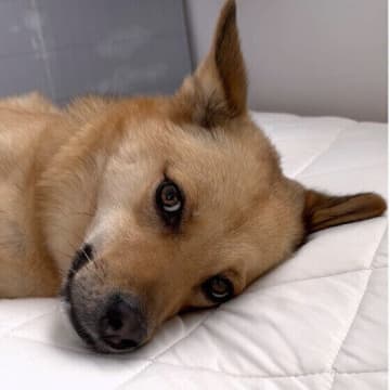 成犬期にかかりやすい？　目・皮膚・泌尿器の病気をチェック！