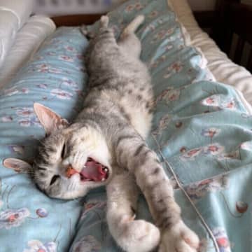 おねだりの意味も？ 猫があくびをする6つもの理由を専門家が解説