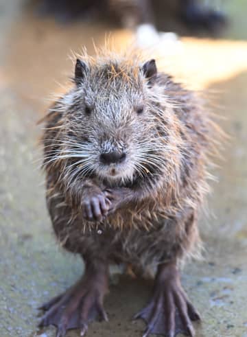 中国海南省の動植物園で新たな「入居者」お披露目