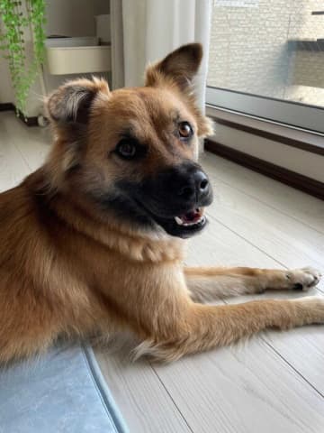 怖がりで不安そうな表情の生後3カ月元保護犬子犬→慎重さはそのまま、少しずつチャレンジできるまでに成長！