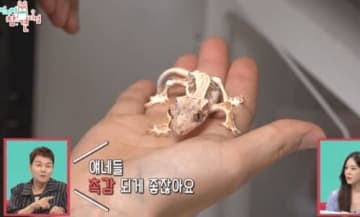 ペットのトカゲをめぐり「動物虐待疑惑」に巻き込まれた韓国女優ハン・ジウン