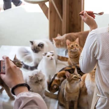 『不幸な猫』を減らすにはどうすれば？私達にできる3つのアイデア　正しく学ぶこともひとつ