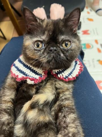 人懐っこくて「人間誰でもウェルカム」な子猫→1年後の「もふもふ度が上がった」成長姿にキュン！