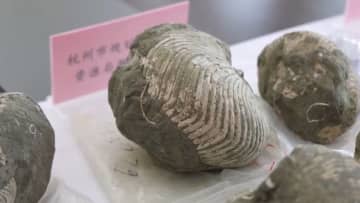 空港で押収された密輸品の古生物化石2366点、浙江省地質博物館に安住―中国