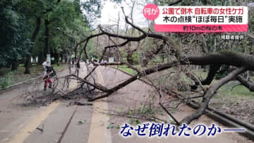 公園で倒木　“ほぼ毎日”点検実施も…約10ｍの桜の木に何が