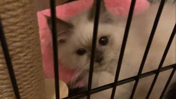 お迎え初日に「ケージの中でずっとゴロゴロ鳴いていた」生後3カ月のヒマラヤンの子猫→2年で顔の毛色と体格が大きく変化！　“撫でられ待ち”をしている姿にほっこり