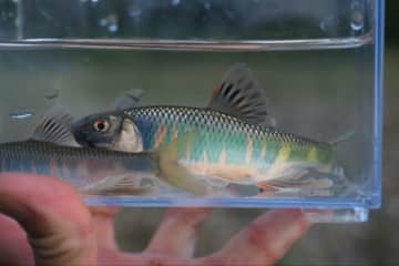 宝石のような「オイカワ」釣りに最適シーズン！　特別なワンシーン「流し毛ばり」での「鈴なり」再現に挑戦！