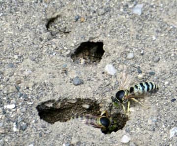 市原・青葉台に絶滅危惧種ニッポンハナダカバチ　公園の砂場で営巣、子育て 住民と市が見守り　千葉