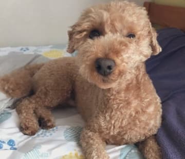 寝癖をつけた姿でこちらを見つめる元保護犬にほっこり！人見知りでも飼い主さんには初日で懐く姿に癒される