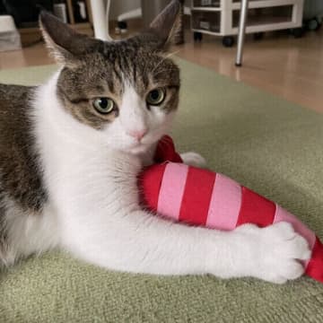 態度が急変!?　さっきまで甘えていた猫が急に噛むのはなぜ？｜獣医師解説
