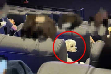 映画館で犬を抱く客が物議を醸す…世界初のペット同伴映画館、過去に韓国にあった