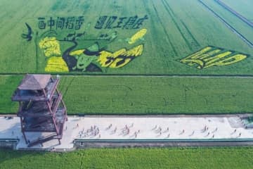 広大な稲田をランナー6000人が駆け抜けるハーフマラソン開催―天津市