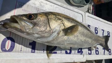 「日本海にいたらいけないはずでは？」　ベテラン漁師が仰天　温暖化で現れた南国の魚とは