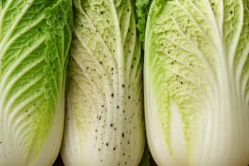 白菜の黒い斑点の正体とは？食べても大丈夫なの？カビとの見分け方を解説
