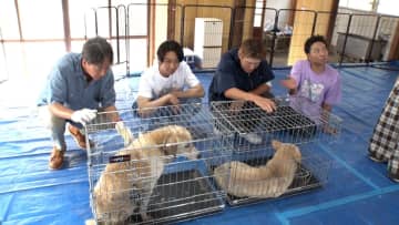 相葉雅紀らが宮崎県の保護犬施設で史上最多4匹のトリミングに挑戦！ヒロミ＆椎名桔平の同級生コンビが息のあった動きで保護犬を変貌させる