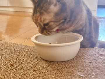 「おかわりを探すな！」食いしん坊な猫の『泥棒ポーズ』が4万いいねを集めた理由