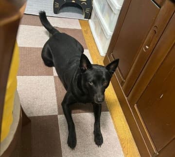 撫でようとすると逃げていた元保護犬子犬→今では「撫でられるのが大好き」に！おやつを待つ姿にほっこり