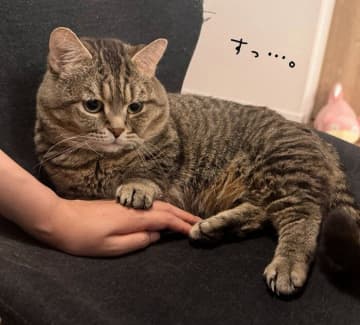 飼い主の手に前足を“ちょん”と添える猫　優しい“肉球の温もり”にキュンとする！