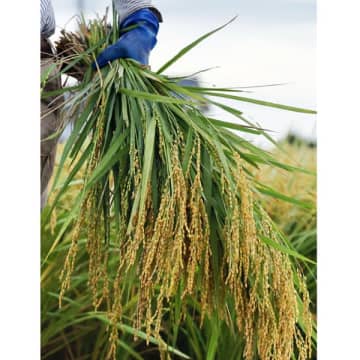 農水省は「生産量が需要を大幅に上回る」と…“コメ余り”予想でも新米価格が下がらないワケ