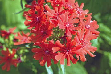 9月17日の花とは？【366日の誕生花と幸せの花言葉】