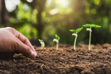 秋にタネから育てる一年草【おすすめ8選】初心者でもできる育苗のコツ