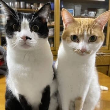 飼い主さんに一緒に圧をかける2匹の猫の心理とは？　獣医師が解説