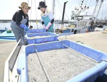 秋シラス盛漁　市場活気づく　茨城・大洗漁港