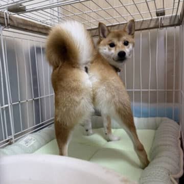 犬が床やケージ、ベッドなどをガリガリ掘る・ひっかく理由は？対処法を解説