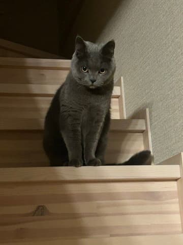 なかなか寝ない飼い主さんを見かねた！？ 階段から見つめる愛猫の心理とは　｜獣医師解説