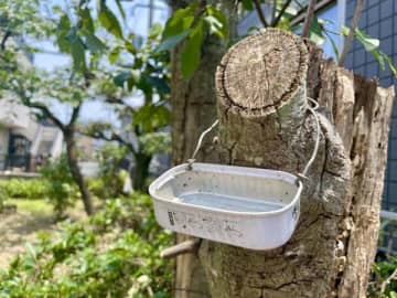 実家に戻って初夏の庭先が目に入った瞬間、言葉を失った【突然、母が別人になった】#42