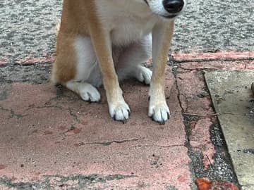 飼い主「笑ってしまった」　ドッグランで遊んでいると雨が…柴犬のとった行動に「賢い」「かわいすぎる」