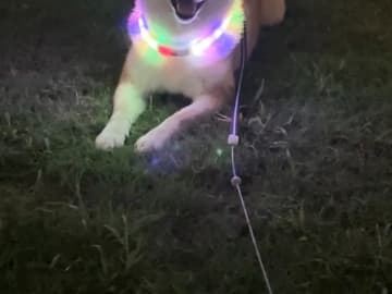 夜の散歩で映えた“ピカピカ首輪”をつけた犬　その表情に癒やしが止まらない