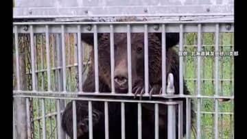 鋭い爪で威嚇…体長2mのヒグマ捕獲　9日連続で出没相次ぐ　北海道・砂川市