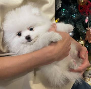 ふわふわコロコロで「ぬいぐるみ」のようだった子犬→8カ月後には、すっかり「おとなのポメラニアン」の見た目に！