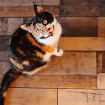 ニャーーーン！猫が『長く鳴く』ときのキモチ3選　季節やシチュエーションで変わる？