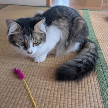 リアルねこじゃらし「エノコログサ」は猫に与えて大丈夫だった？ 獣医師が解説
