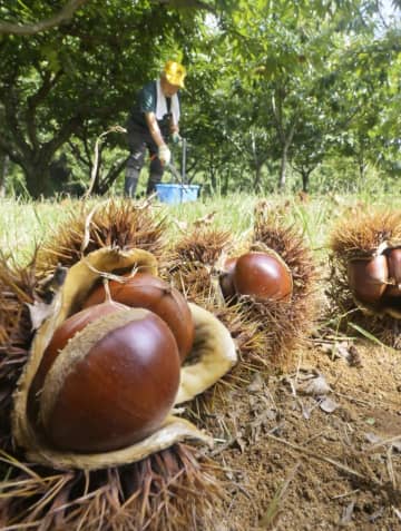 秋の味覚　大粒のクリ収穫期　茨城・笠間