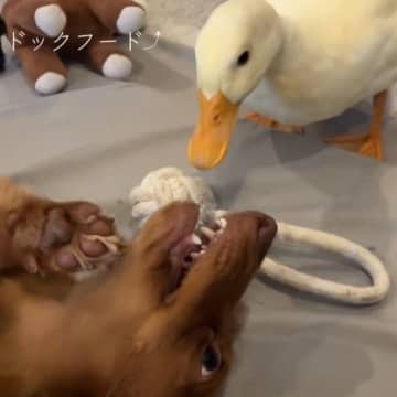 自分を犬だと信じて疑わないアヒル、犬のおもちゃで遊びドッグフードもパクリ…「リアルアフラックだ（笑）」「アヒルがお家にいるの新鮮」