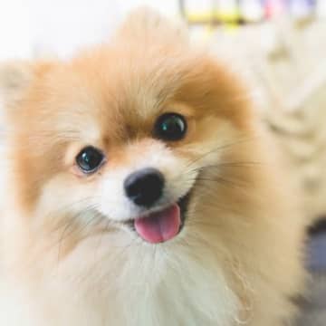 犬が飼い主を『喜ばせたい』と思っているときにする行動5選　気になるアピール方法や絆を深めるためのコツまで