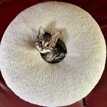 子猫の成長ビフォーアフターに約2万いいねで注目が集まる！「1年も経たないうちにだいぶ成長するんですね」驚きの声も