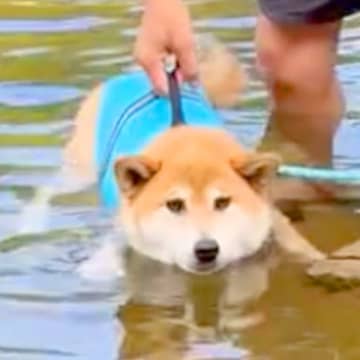 生まれて初めて川に入った『泳げない犬』→不安そうな顔をしていて…『まさかの結末』が可愛すぎると32万再生「顔が最高」「オチｗ」と絶賛