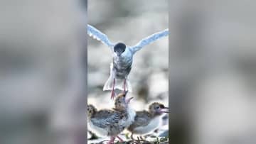 ひなに餌をやるクロハラアジサシ　中国・安徽省宣城市